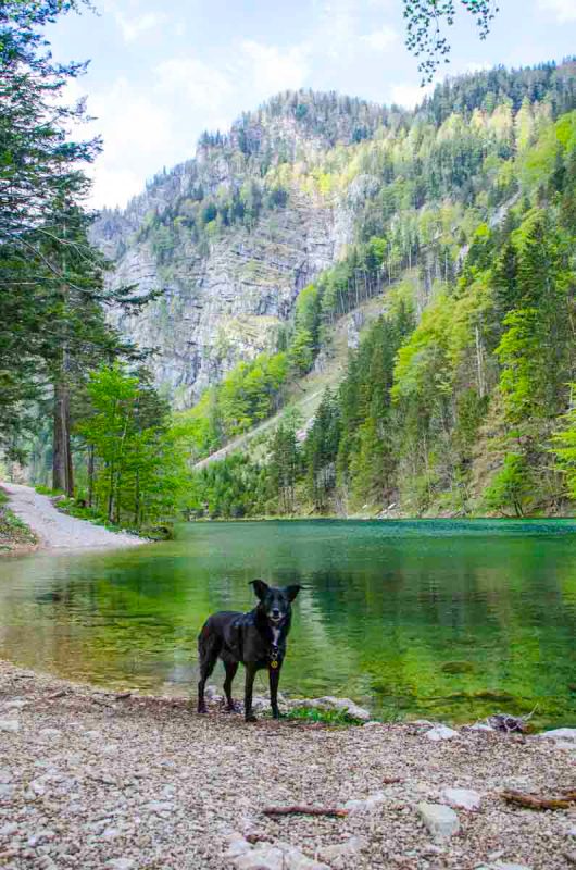 drei seen tour lunz hund
