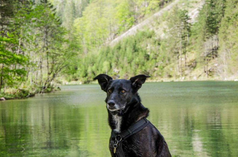 Mitterersee