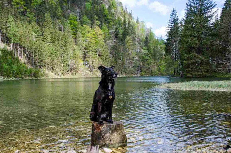 Hund am Mitterersee