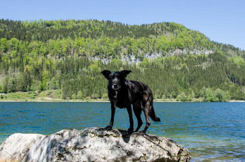 Lunzer See Wanderung mit Hund