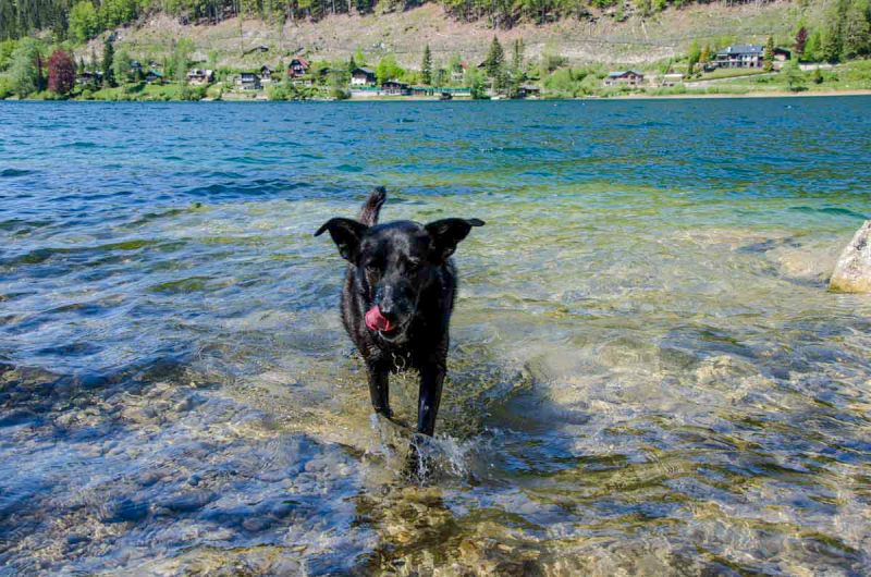 Wanderung Lunzer See Hund