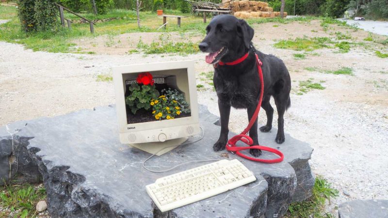 Kittenberger Erlebnisgärten mit Hund besuht