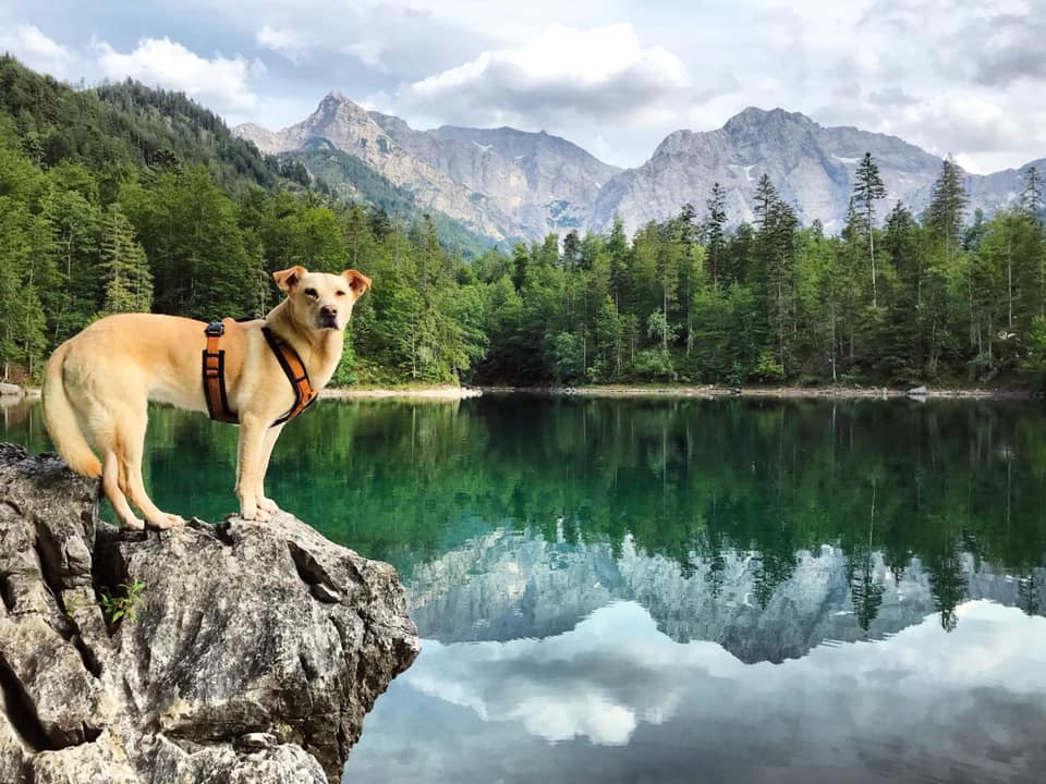 Ödsee Hund