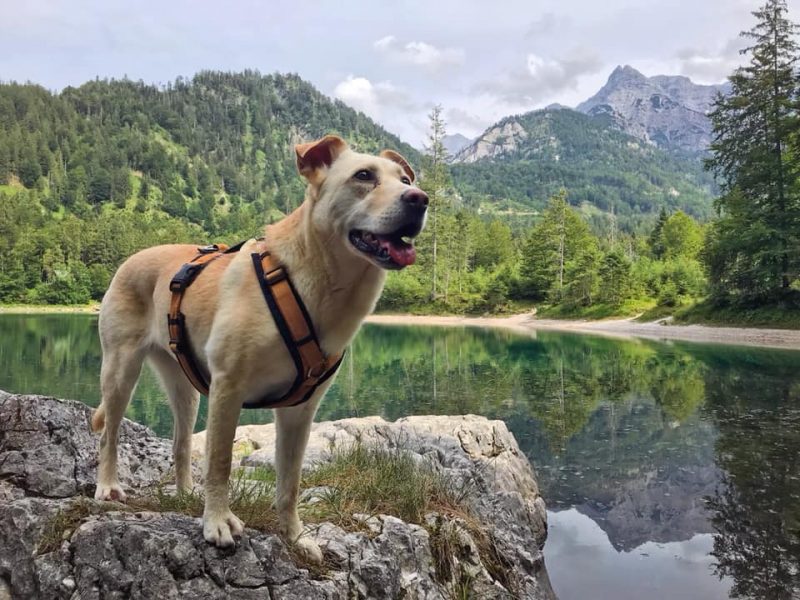 Mit Hund am Ödsee