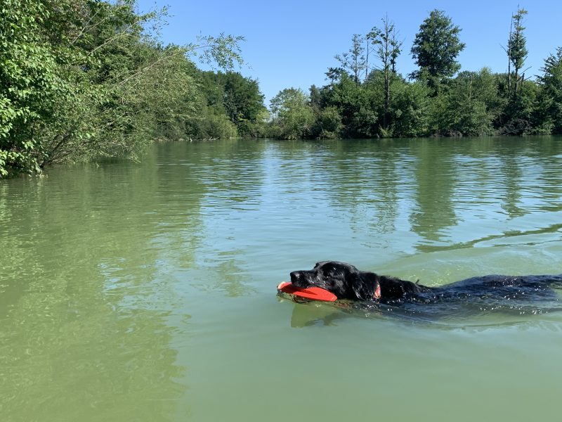 Hund Ebersdorfer See St. Pölten