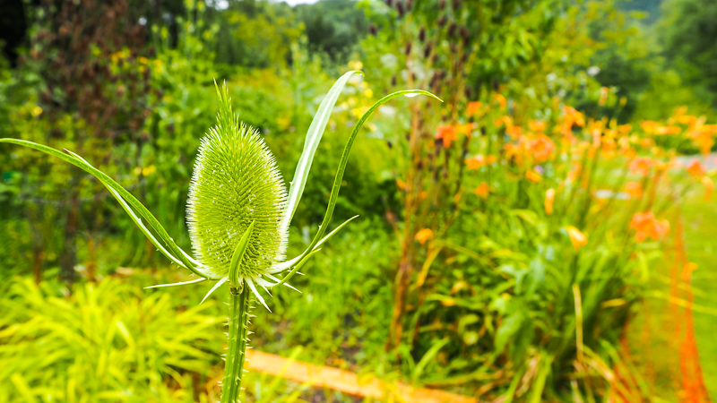Wildkräuter Garten