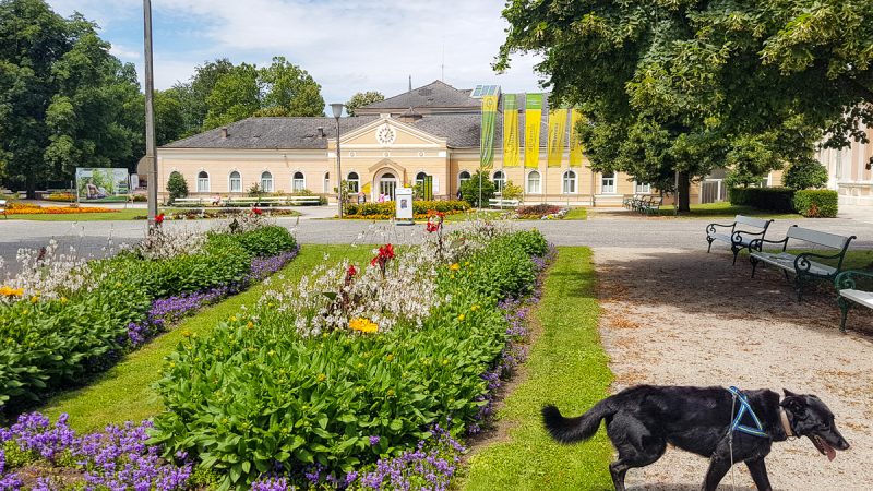 kurpark bad hall mit Hund