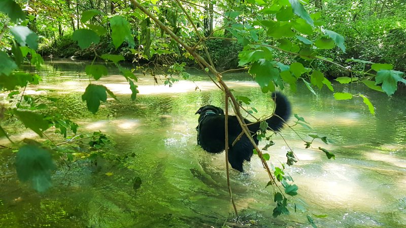 spaziergang kur mit hund sulzbach bei der kur mit hund in bad hall