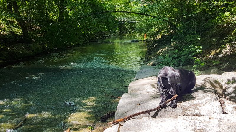 Sulzbach Kur mit hund badhall