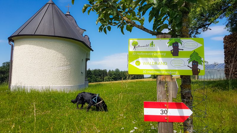 wanderung kur mit hund hallerwald