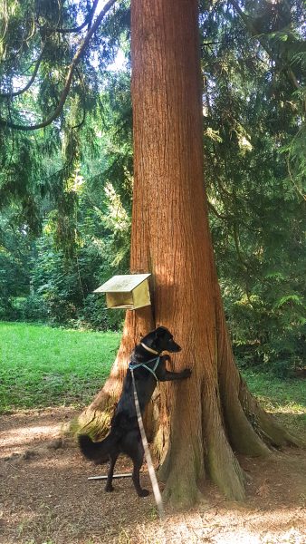 Kur mit Hund bad hall kurpark
