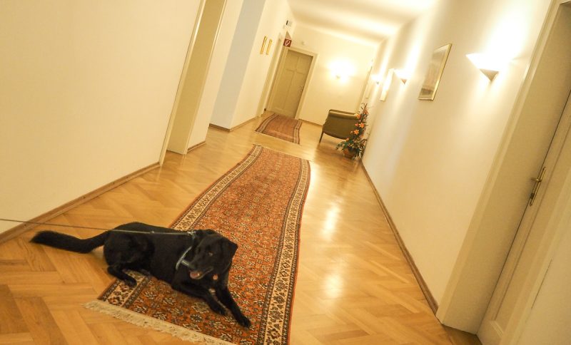 2. etage landesvilla mit hund auf kur in bad hall