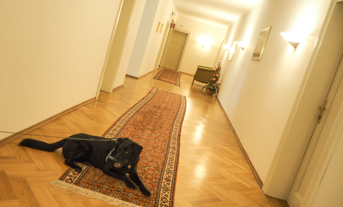 kur mit hund in bad hall