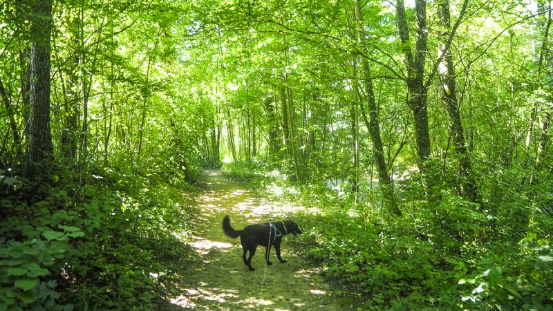 kur mit hund: Kurpark bad hall mit flussbaden