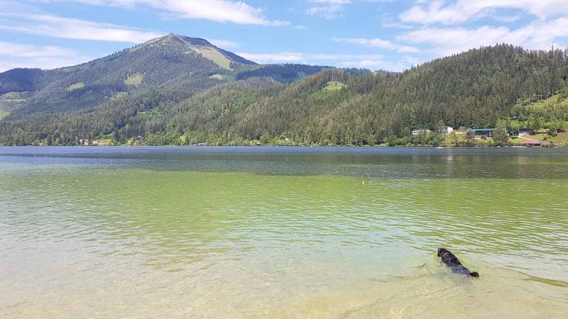 erlaufsee baden mit hund