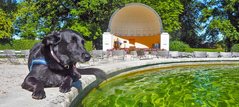 Auf Kur mit Hund in bad Hall musikpavillon