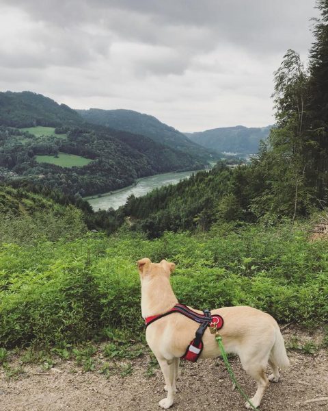 Ausblick Schloss Greinburg