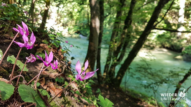 Erlaufschlucht Sommer Blumen