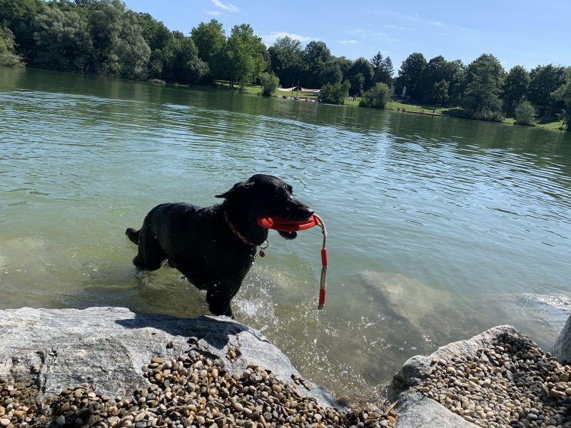 Hund Ebersdorfer see
