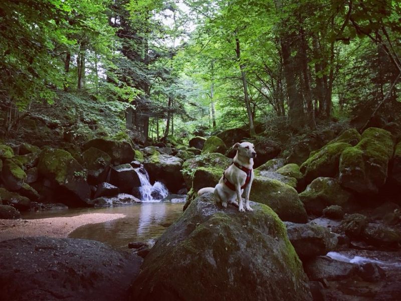 kleiner wasserfall stillensteinklamm