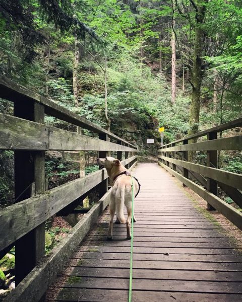 hund in der stillensteinklamm