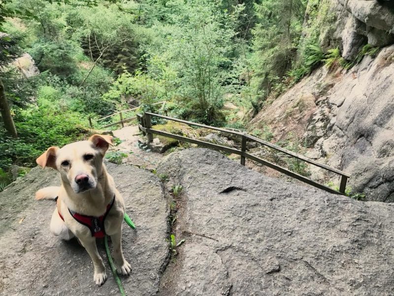 hund in der stillensteinklamm