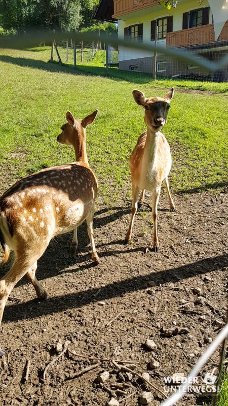 Damwild Naturpark Almenland