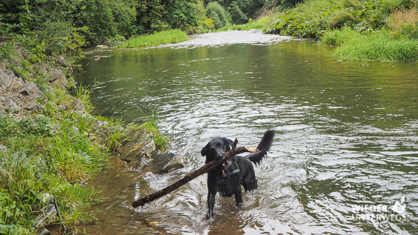 Hund Große Raabklamm