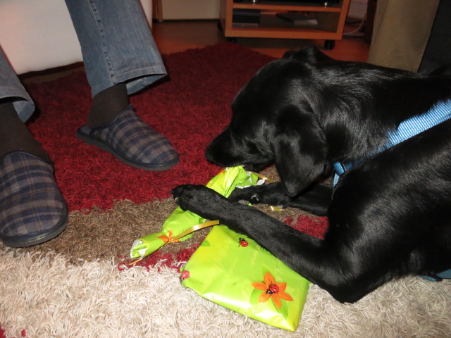 Hund Weihnachtsgeschenke auspacken