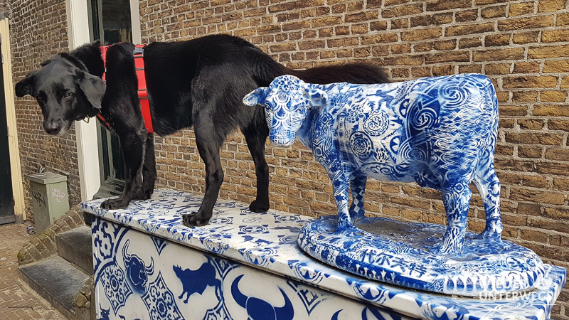 delft hund