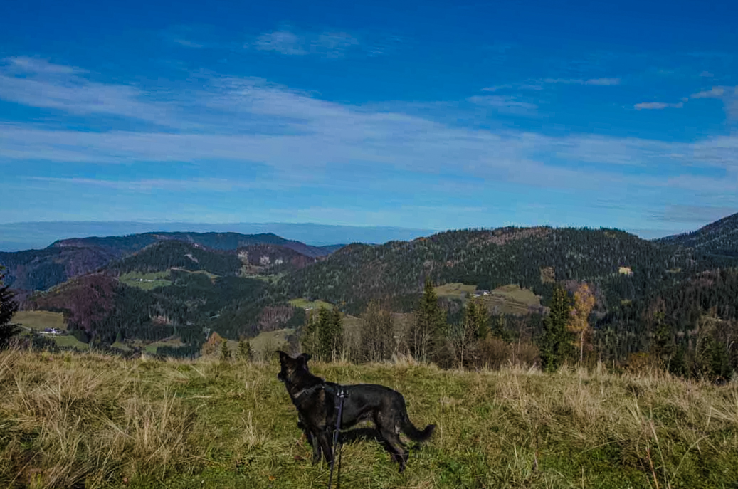 Maiszinken Wandern mit Hund