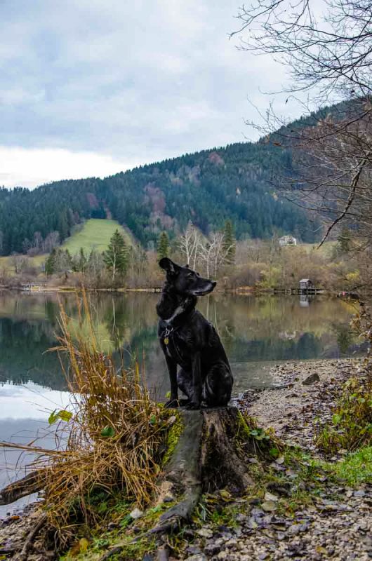Hündin Fina am Lunzer See bei der Wanderung Maiszinken