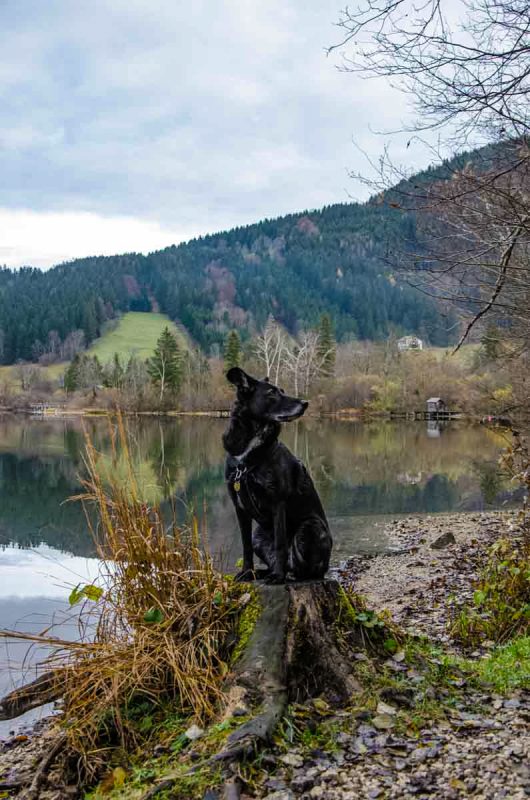 Hündin Fina am Lunzer See bei der Wanderung Maiszinken