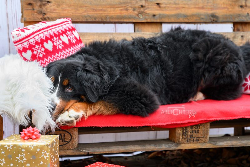 Hunde Geschenke Weihnachten