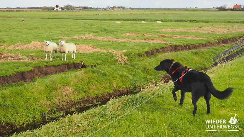 Texel mit hund Begegnung mit schafen