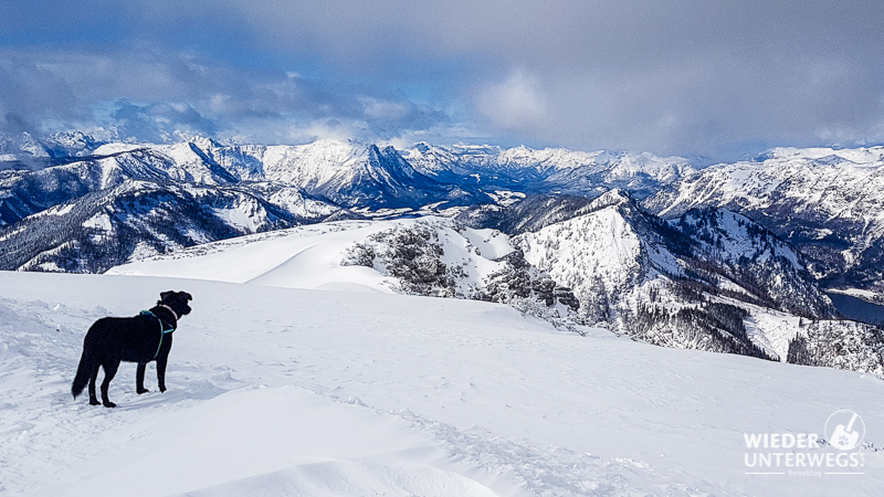 tauplitz winter mit hund
