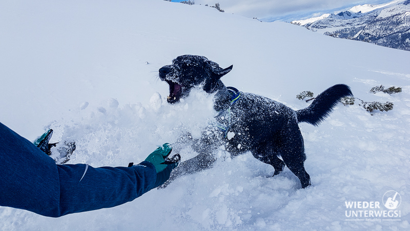 hund im schnee admont