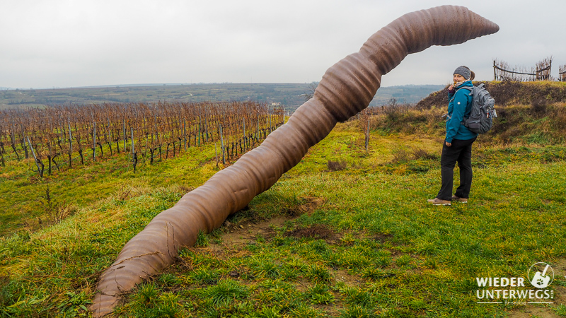 Regenwurm Langenlois Weinweg