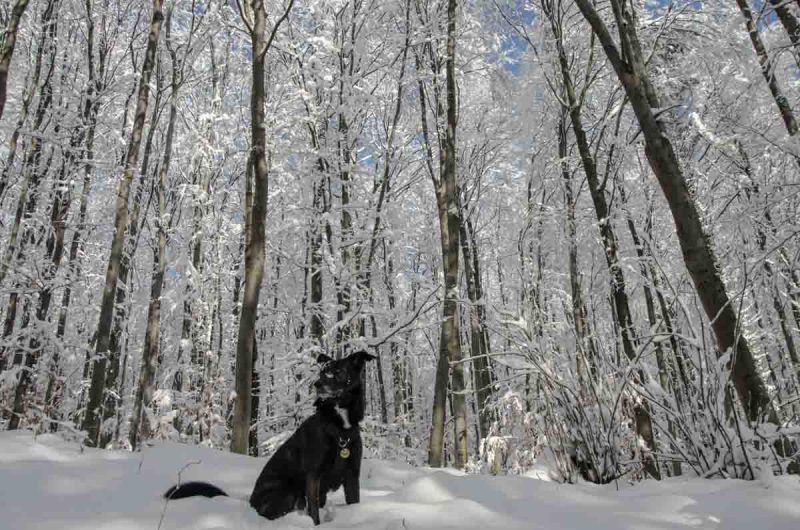 Winter im Wald in der Sophienalpe Schnee