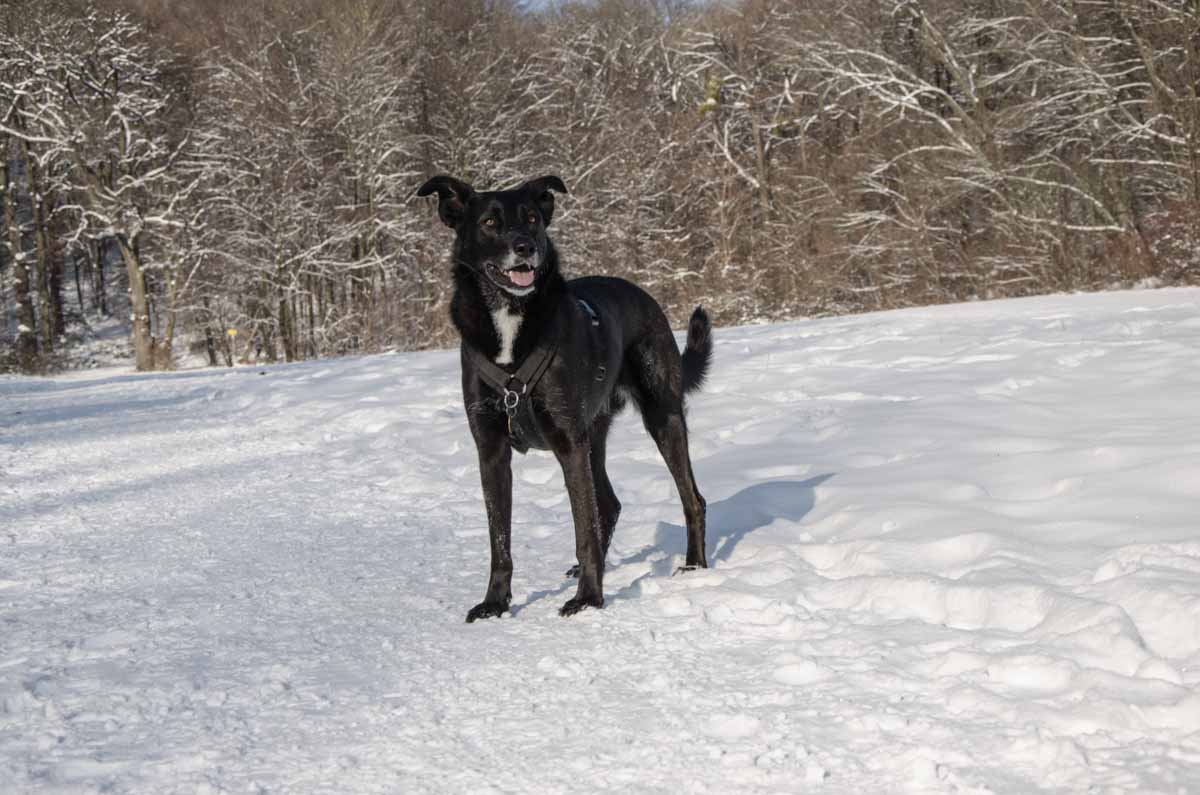 Hund wandern im Winter Sophienalpe im Schnee