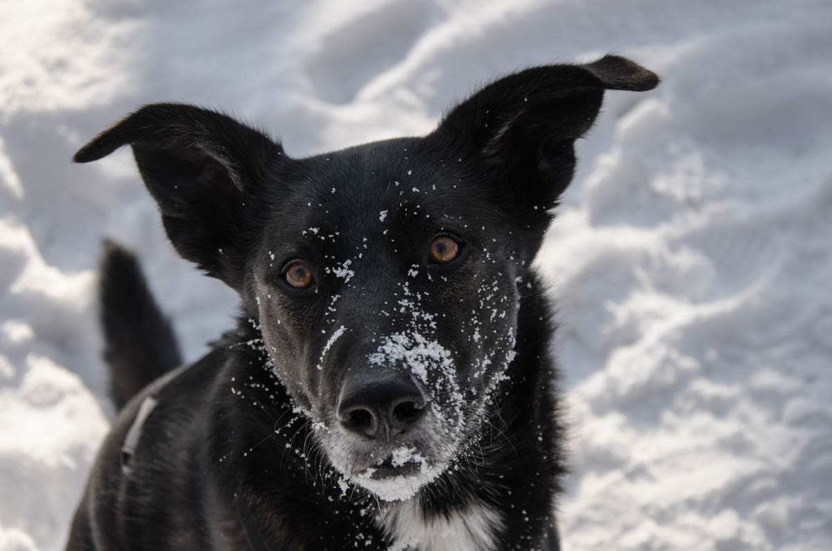 Sophienalpe Hund im Schnee
