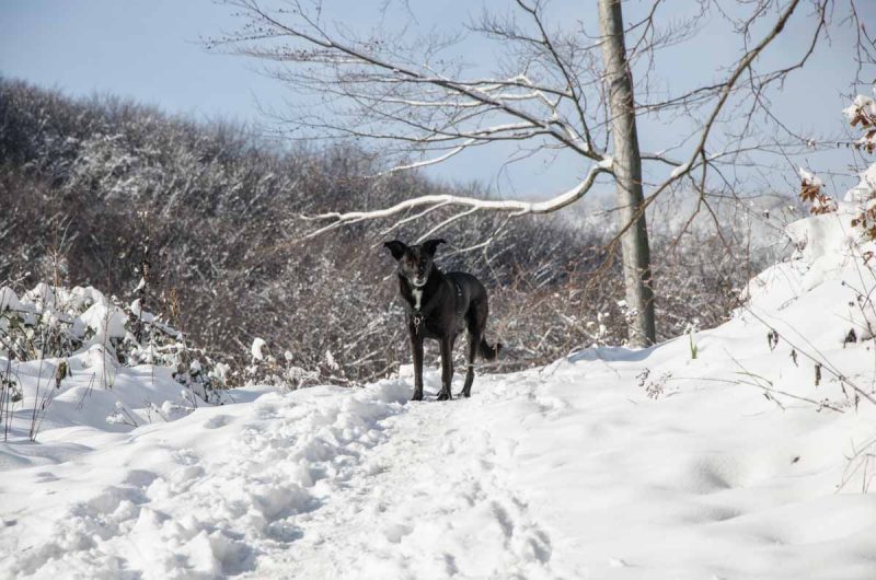 Mit Hund wandern auf der Sophienalpe im Schnee