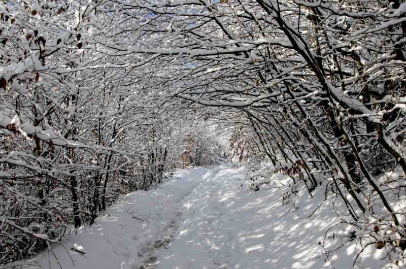 winterwonderland auf der sophienalpe in wien am stadtwanderweg