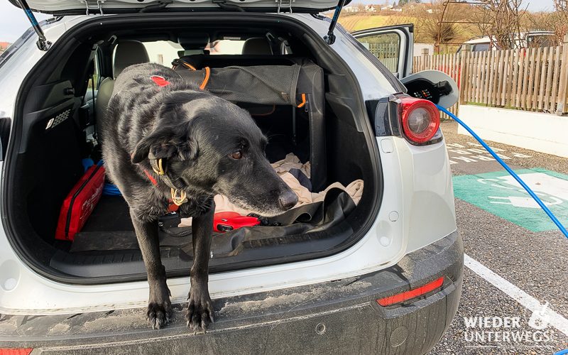 Elektroauto Mazda mit Hund im Kofferraum