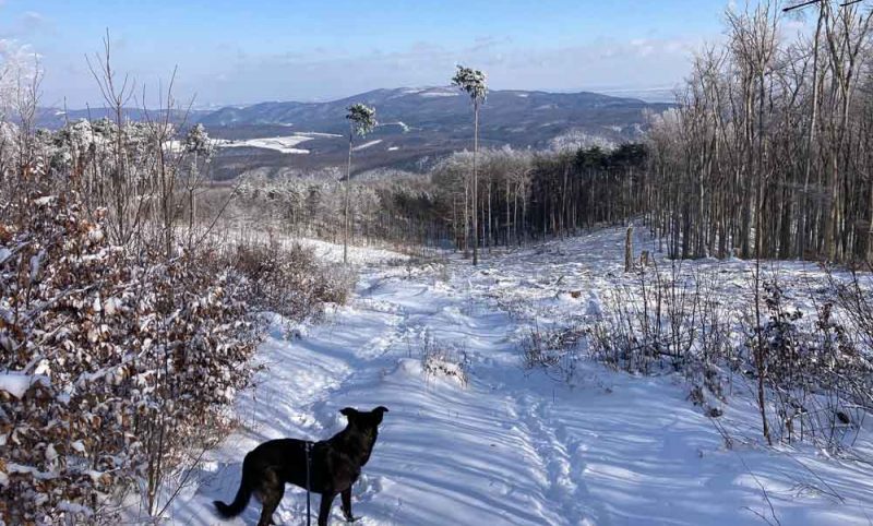 Wanderung mit Hund Lindkogel Baden