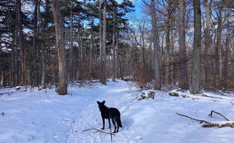 wanderung zum hohen lindkogel
