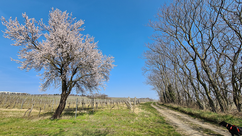 Blüte Frühling Jois