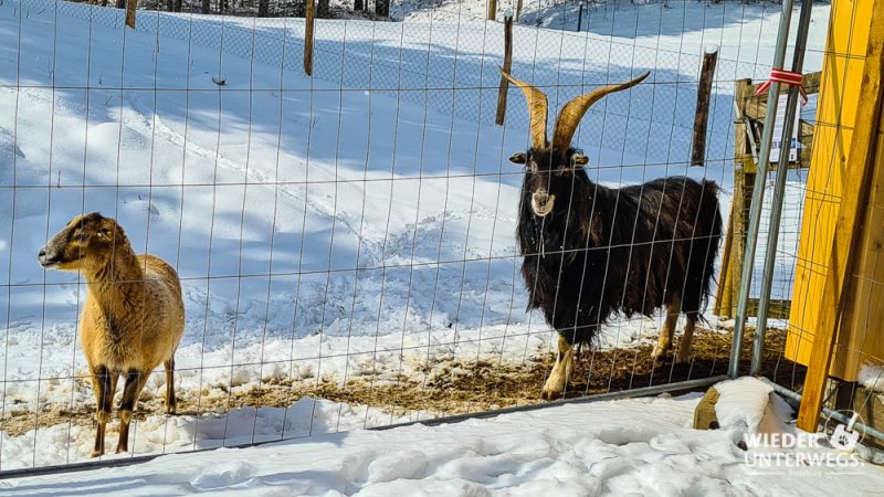 ziegen im naturpark falkenstein