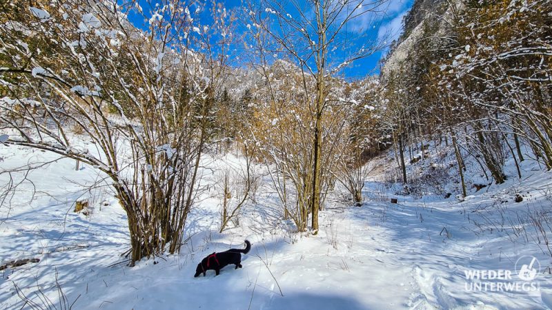 Spaziergang mit Hund in Schwarzau im Gebirge