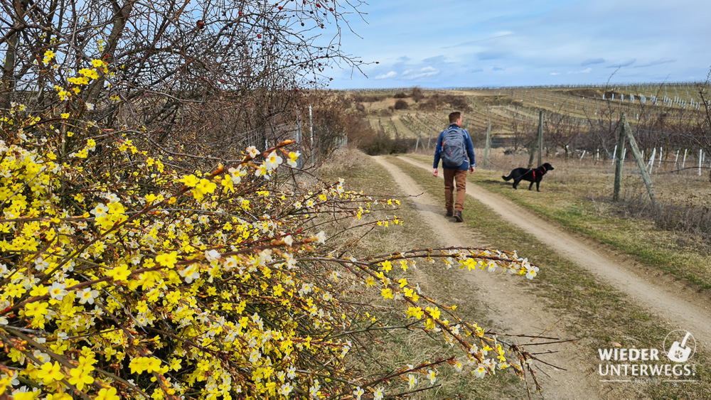 Wandern Tut Gut Weg 3 Rohrendorf bei Krems